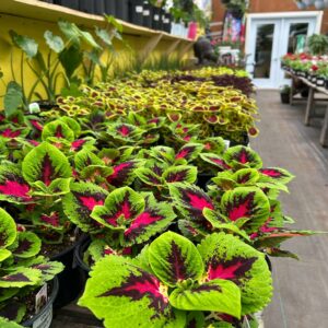 Bon d'achat de 50$ chez Les Serres St-Georges