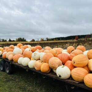 Un accès familial aux activités de jour ou labyrinthe de nuit pour 2 adultes + 2 enfants (12 ans et moins) à la Ferme Simon Fortin de Sainte-Clotilde-de-Beauce